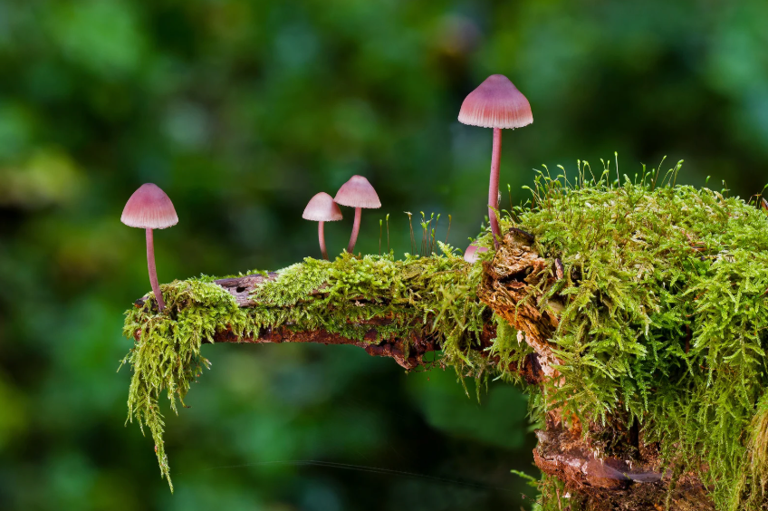 Unlocking the Power of Irish Sea Moss for Immune and Thyroid Support