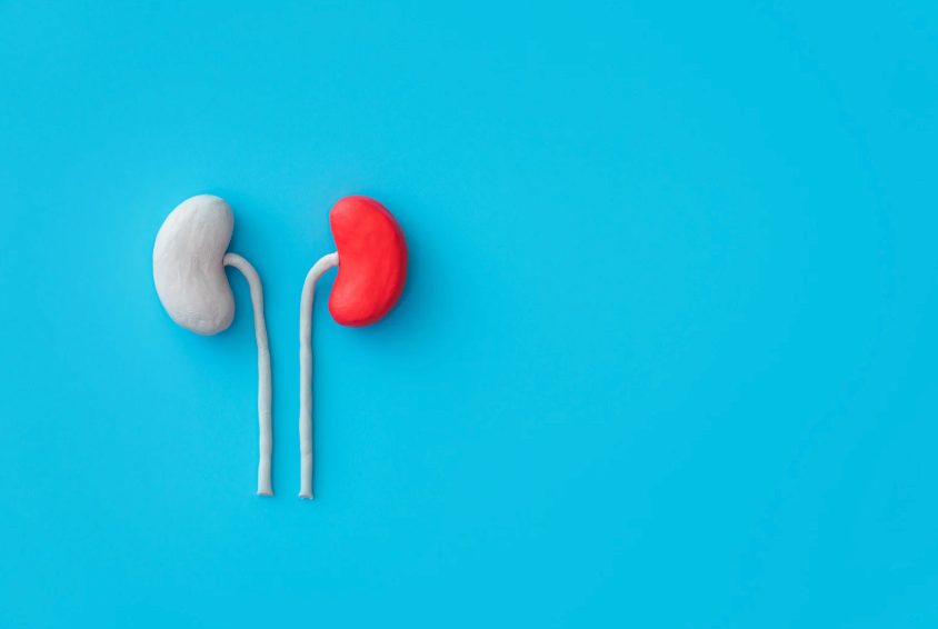 Kidney &amp; Urinary Tract Health: How D-Mannose and Herbal Support Work Together