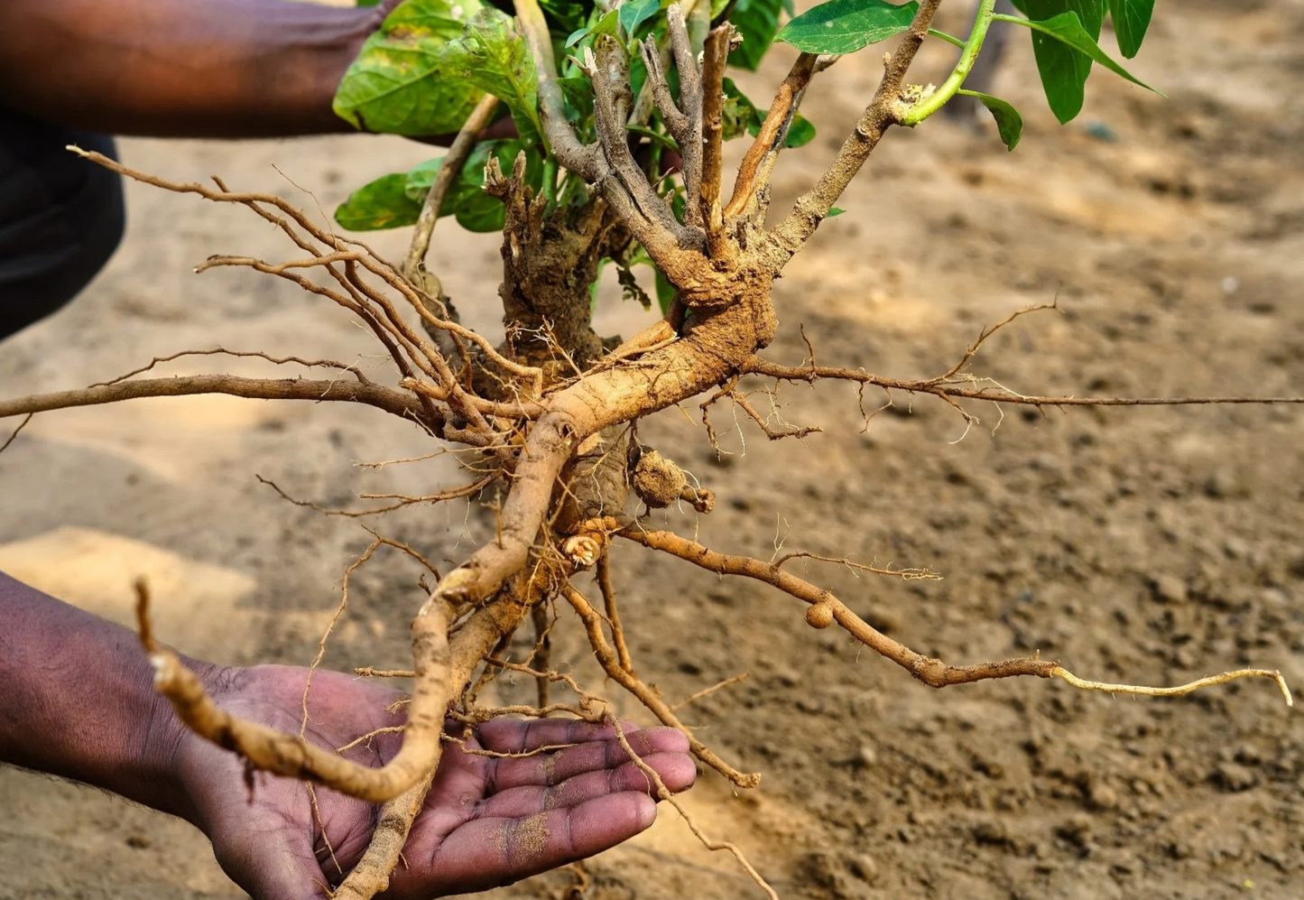 Ashwagandha: Scam or the Real Deal?